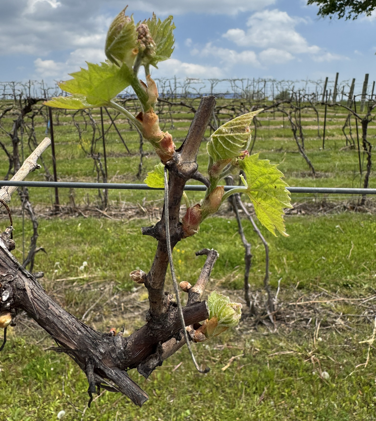 Petite Pearl grapevine showing approximately 2 inches of early shoot growth.